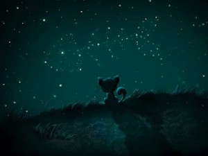 kitten-stars.jpg