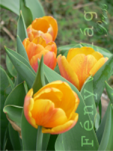 tulipan06.png